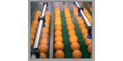 Fruit Packing and Grading Lines Machine