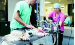 Oxygen Generator for Veterinary Clinics and Veterinarians