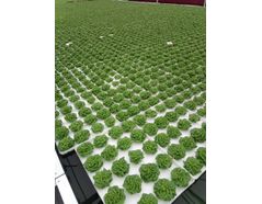 Image 1: Until harvest, 20 lettuce plants sit on polystyrene rafts and swim from one end of the greenhouse complex to the opposite one.