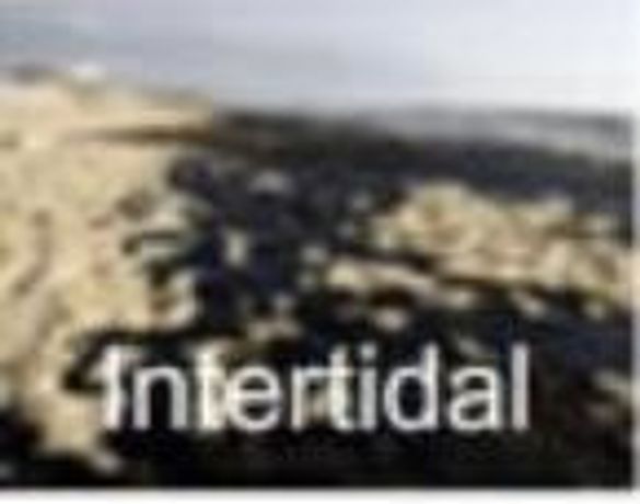 Biological Enzyme for Intertidal - Environmental