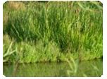 Floating Islands & Floating Treatment Wetlands