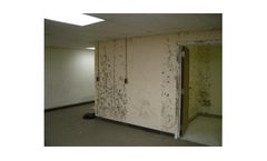 Toxic Mold Remediation Services