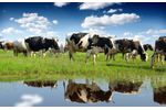Wastewater Monitoring for Dairy Industry - Real-time BOD, COD, TSS - Food and Beverage - Food