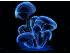 Chromatography explains why luminous fungi glow in the dark