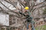 Tree Trimming and Pruning Services