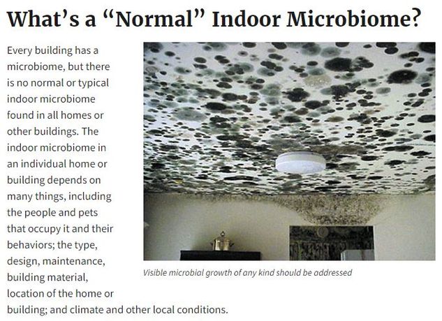 The Indoor Microbiome and Its Impact on Indoor Environmental Quality-1