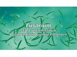 Fusarium as an Indoor Environmental Quality Contaminant and Opportunistic Pathogen Discussed in New Online Video