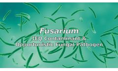 Fusarium as an Indoor Environmental Quality Contaminant and Opportunistic Pathogen Discussed in New Online Video