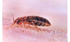 Testing Resources to Mitigate the Risk of Full Blown Bed Bug Infestations