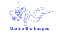 Marine Bio-images