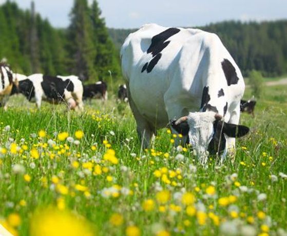 Eurovix - Livestock Care Bioenhancers