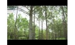 Enviva Wood Fiber Resources Video