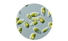 AlgaEnergy - Plant Microalgae Biostimulants