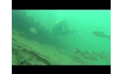 Fish Infrasound Video