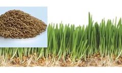 Sky Greens - Barley Fodder Feed