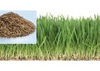 Sky Greens - Oat Fodder Seed