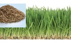 Sky Greens - Oat Fodder Seed
