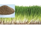 Sky Greens - Millet Fodder Seed