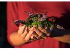 Sustainable Botanicals - Peppermint Oil