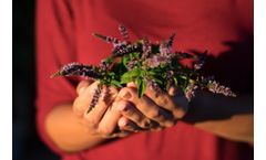 Sustainable Botanicals - Peppermint Oil