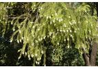 Sustainable Botanicals - Rosalina Oil