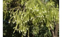 Sustainable Botanicals - Rosalina Oil