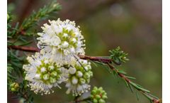 Sustainable Botanicals - Kunzea Oil