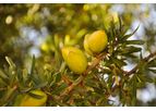 Sustainable Botanicals - Argan Oil