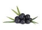 Sustainable Botanicals - Acai Oil