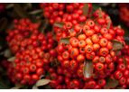Sustainable Botanicals - Rosehip Seed Oil