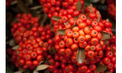Sustainable Botanicals - Rosehip Seed Oil