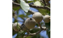Sustainable Botanicals - Jagua Blue Extract