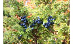 Sustainable Botanicals - Juniper Berry Oil