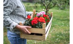 Sustainable Botanicals - Geranium Oil