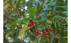 Sustainable Botanicals - Chilean Hazelnut Seed Oil