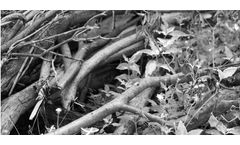 High-quality shredding solutions for green waste disposal & recycling shredding sector