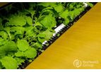 Transplanting Automation