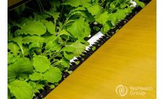 Transplanting Automation