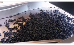 MORI LUIGI Wine Equipment - DINAMICA SORTING LINE - Video
