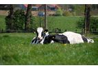 CowSignals