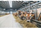 Dairy Cattle Nutrition Services
