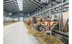 Dairy Cattle Nutrition Services