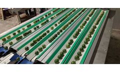 Insight Sorters - Sorting Machines for Citrus Fuits