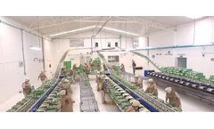 Insight Sorters - Sorting Machines for Guavas