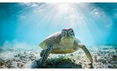 Kompuestos okean - Water Soluble Resins