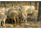 PuSheng - Field Fence for Cattles, Horses and Various Livestocks