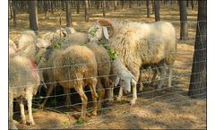 PuSheng - Field Fence for Cattles, Horses and Various Livestocks