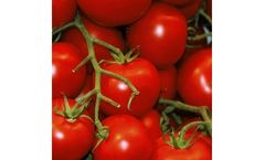 Catalyst Aminos of Crop Fertilizer