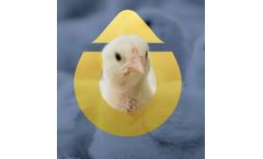 SenseHub Poultry - Real-time Data Monitoring Solution