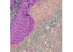 Translational Research Service